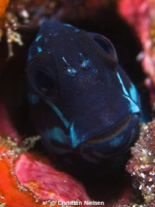 Sweet little Blenny. I really like the smile on their fac... by Christian Nielsen 